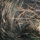 Angelina Fibre - 10gm - Shimmer Copper Fire